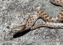 Sample 3 – Night snake