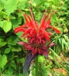 Sample 5 – Bee balm