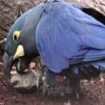 Sample 5 – Lears macaw