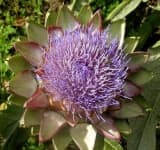 Sample 6 – Artichoke flower