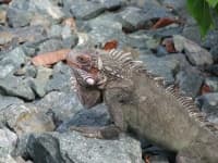 Sample 5 – Lizard
