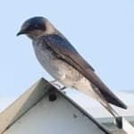 Sample 2 – Purple martin