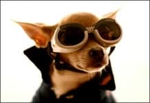 Sample 2 – Chihuahua