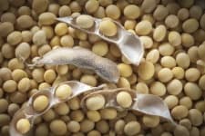 Sample of Soy