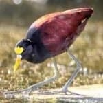 Sample 5 – Northern jacana