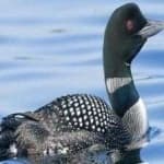Sample 4 – Common loon