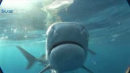 Sample 1 – Tiger shark