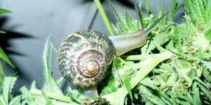 Sample 1 – Snail