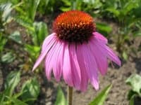 Sample 4 – Purple coneflower