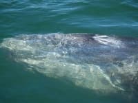 Sample 5 – Grey whale