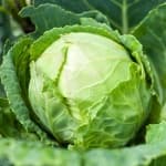 Sample 3 – Cabbage