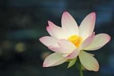 Sample 2 – Lotus