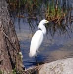 Sample 6 – American egret