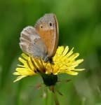 Sample 4 – Ringlet