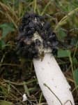 Sample 6 – Stinkhorn