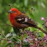 Sample 1 – Flame tanager
