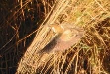Sample 6 – Bittern