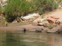 Sample 5 – Bighorn