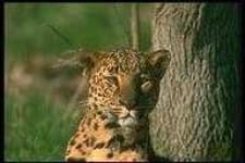 Sample 5 – Leopards
