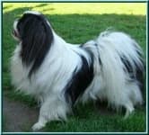 Sample 3 – Japanese spaniel