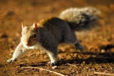 Sample 5 – Squirrel