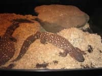 Sample 5 – Gila monster