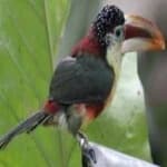 Sample 3 – Curl crested aracuri