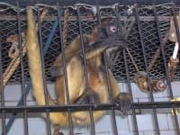 Sample 6 – Spider monkey