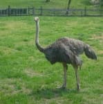 Sample 1 – Ostrich