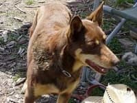 Sample 3 – Kelpie