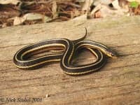 Sample 6 – Garter snake