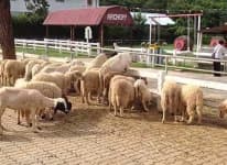 Sample 5 – Sheep