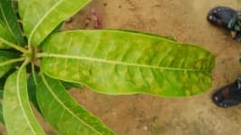 Sample 5 – Mango