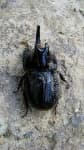 Sample 3 – Rhinoceros beetle
