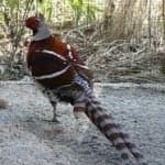 Sample 1 – Elliots pheasant