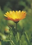 Sample 5 – English marigold