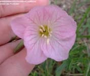 Sample 6 – Pink primrose