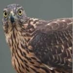 Sample of Northern goshawk