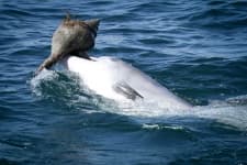 Sample of Dolphin