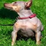 Sample 4 – American hairless