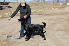 Sample 5 – Flat coated retriever