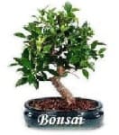 Sample 6 – Bonsai