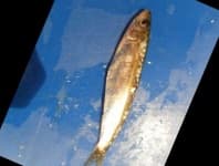 Sample 3 – Black sea sprat