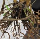 Sample 2 – Fibrous