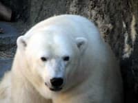 Sample 5 – Ice bear