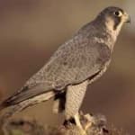 Sample 5 – Peregrine falcon