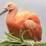 Sample 1 – Scarlet ibis
