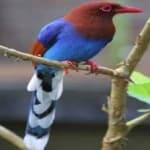 Sample 6 – Sri lanka blue magpie