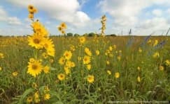 Sample 4 – Grassland