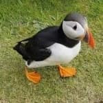 Sample 1 – Puffin
